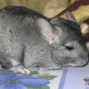Гая