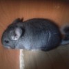 Юджин