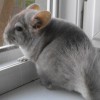 Макс