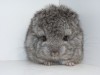 20 дней