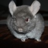 Кора