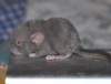 5 дней