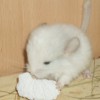 Логан