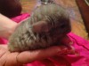 1 мес