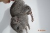 1 месяц