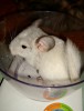 2 мес