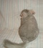 5 мес