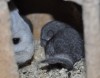 http://chinchilla.ru/genbase/pets/detail/9488