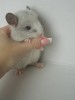 1 месяц