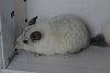 5,5 месяцев