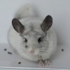 5,5 месяцев