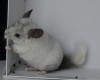5,5 месяцев