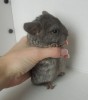 1 месяц