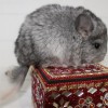 Бибигон