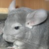 Клауд