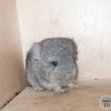 Клайд