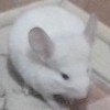 Ляля