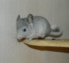 7 недель