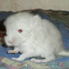 Конфетка