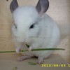 Норик