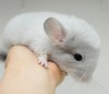 1 мес 1 нед