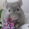 Оливка