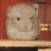 Абрикос
