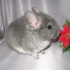 Максик НС