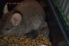С приемной мамой Пшенкой