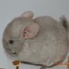 Вилли