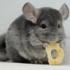 Стар Егория