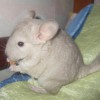 Адам
