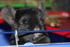 3 месяца