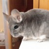 Вайлет