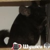 Бэлла