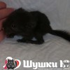 Брэд
