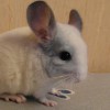 Лоло