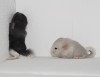 3 дня