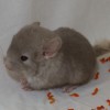 Хелия