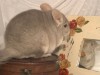 7 мес