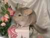 4 мес