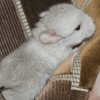 Анна Люсия