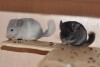 1 мес, с братом