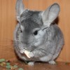 Камилла