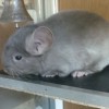 Мокка