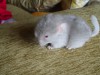 2 нед