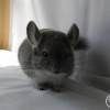 Сеня