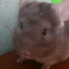 Мафия