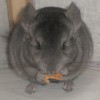 Джоли