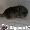 Вайси